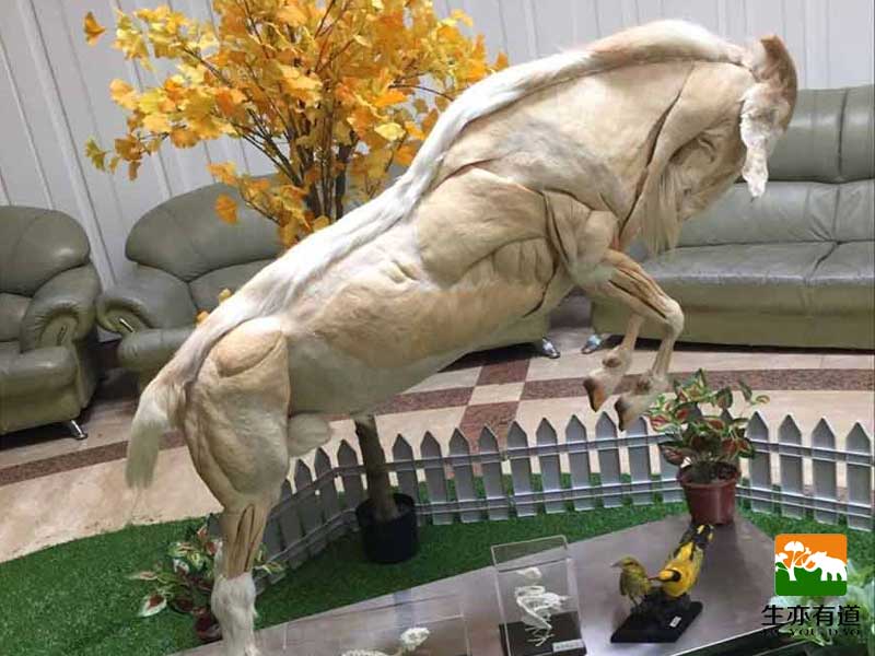 塑化標(biāo)本之羊